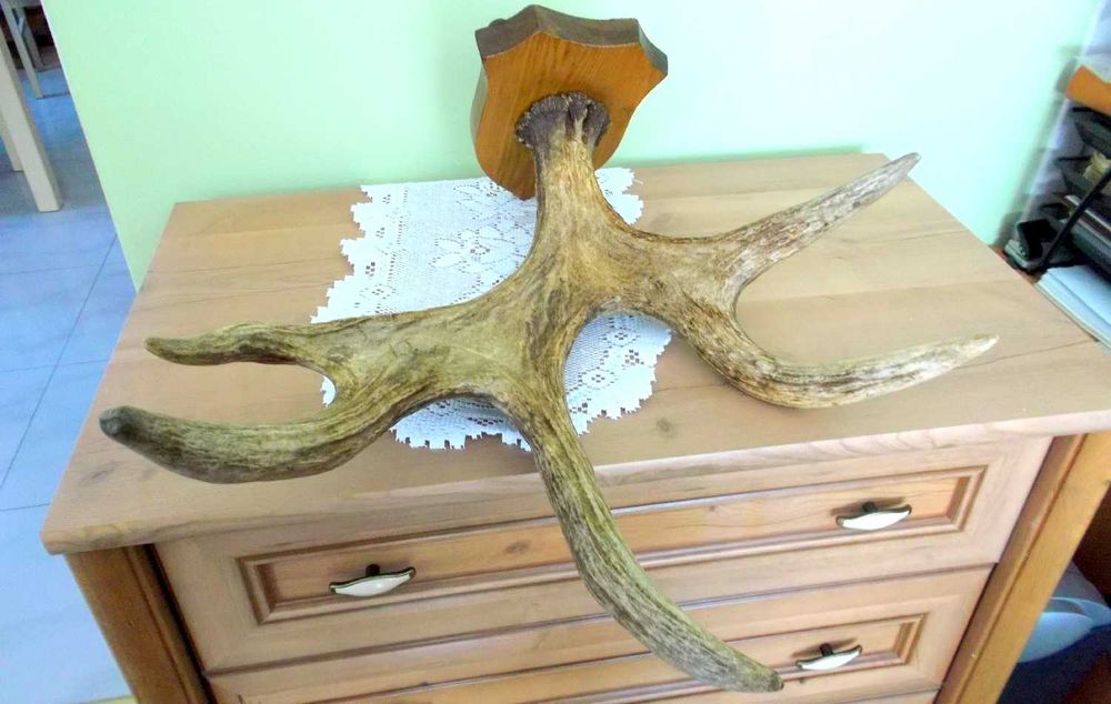 ŁOŚ Zrzut Poroże Rosocha Róg Rogi Trofeum Łopata Dekor Łosia