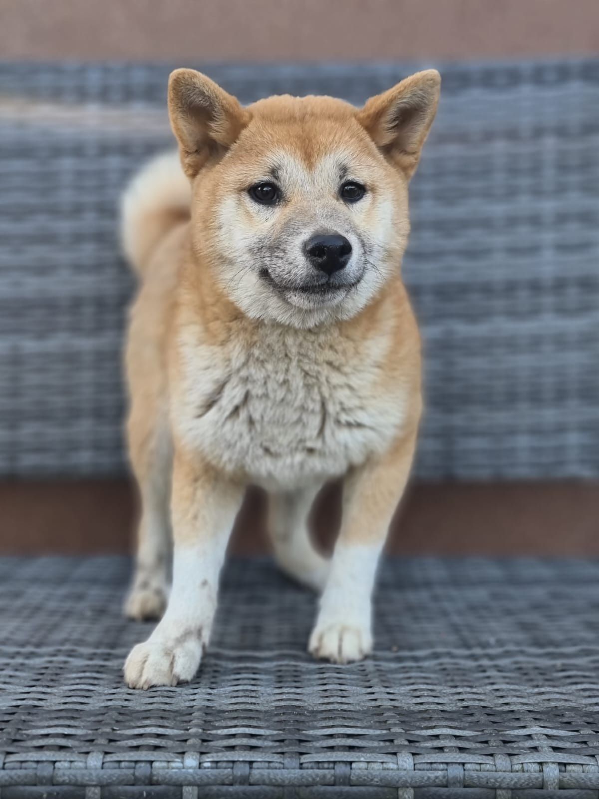 SHIBA INU Kayoko suczka czerwona szczeniaki pieski