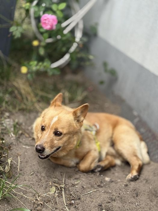 Oddam za darmo- Uroczy Kajtuś szuka domu (Adopcja)