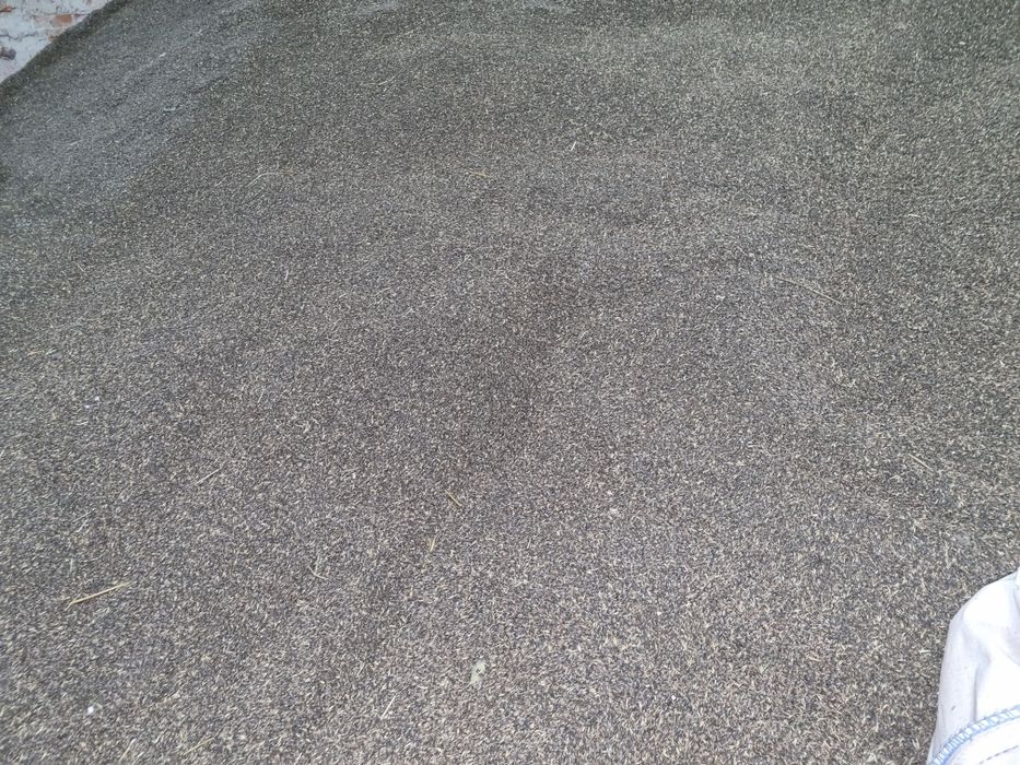 Owies GNIADY (Dla koni)