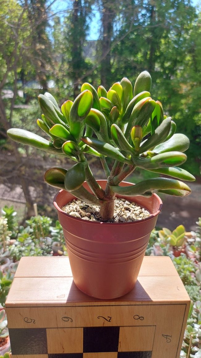 Крассула Ред Хорн  Crassula  Red Horn tree