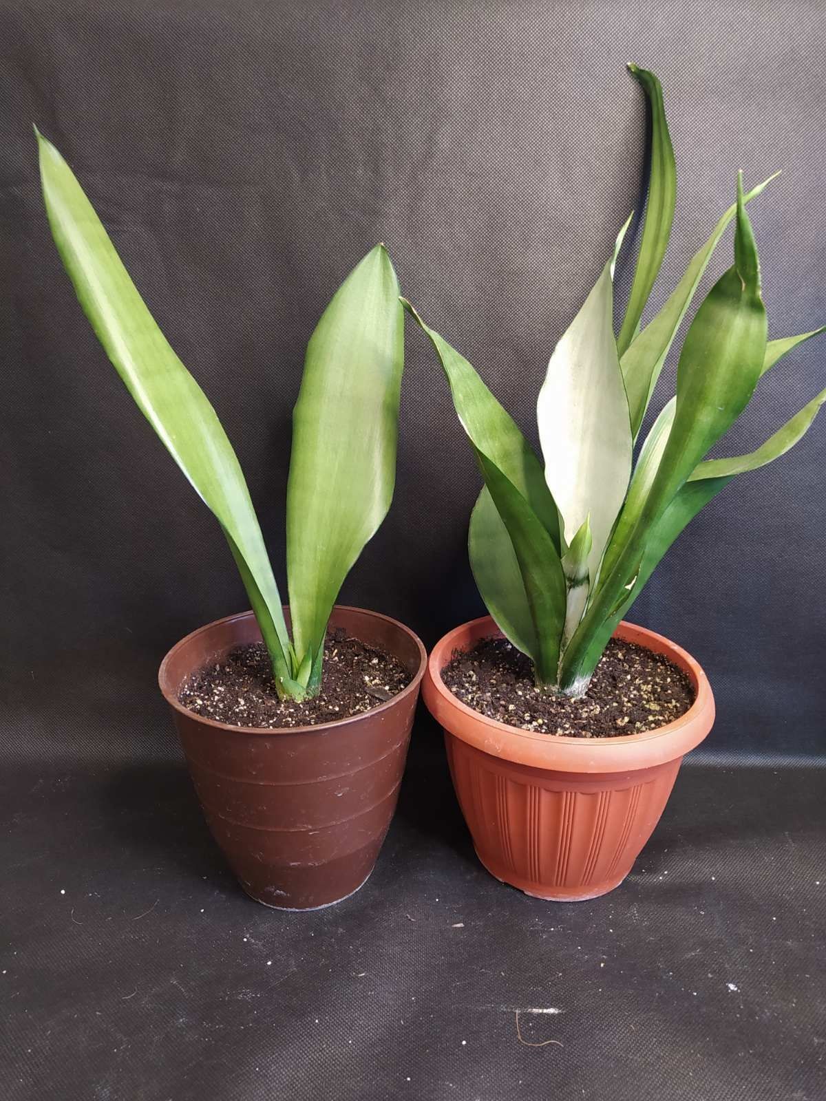 Sansevieria Moonshine квітка колекційнв сансевієрія