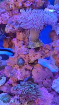 Sarcophyton fioletowy - akwarium morskie