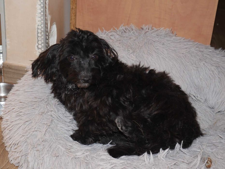 Pudel Miniaturowy -Maltipoo piesek