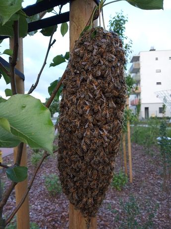 Pszczoły, Pogotowie rojowe