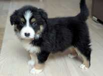 Border Collie sunia tricolor  przebadani rodzice do odbioru