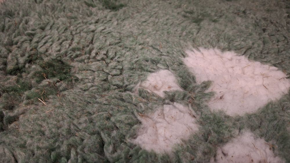 Drybed 5sztuk świnka morska/królik