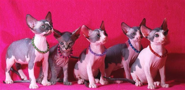 Wolny • Sphynx • hodowla W-wa & Sosnowiec (pomoc w Transpprcie)