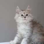 Srebrzysta koteczka Maine coon