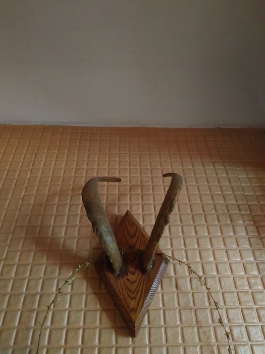 Колекційні роги благородного оленя.