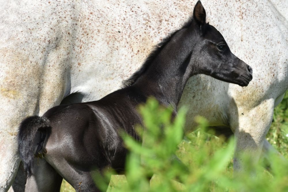 Klaczka arabska ( Al Ayal AA x Zeus EA)