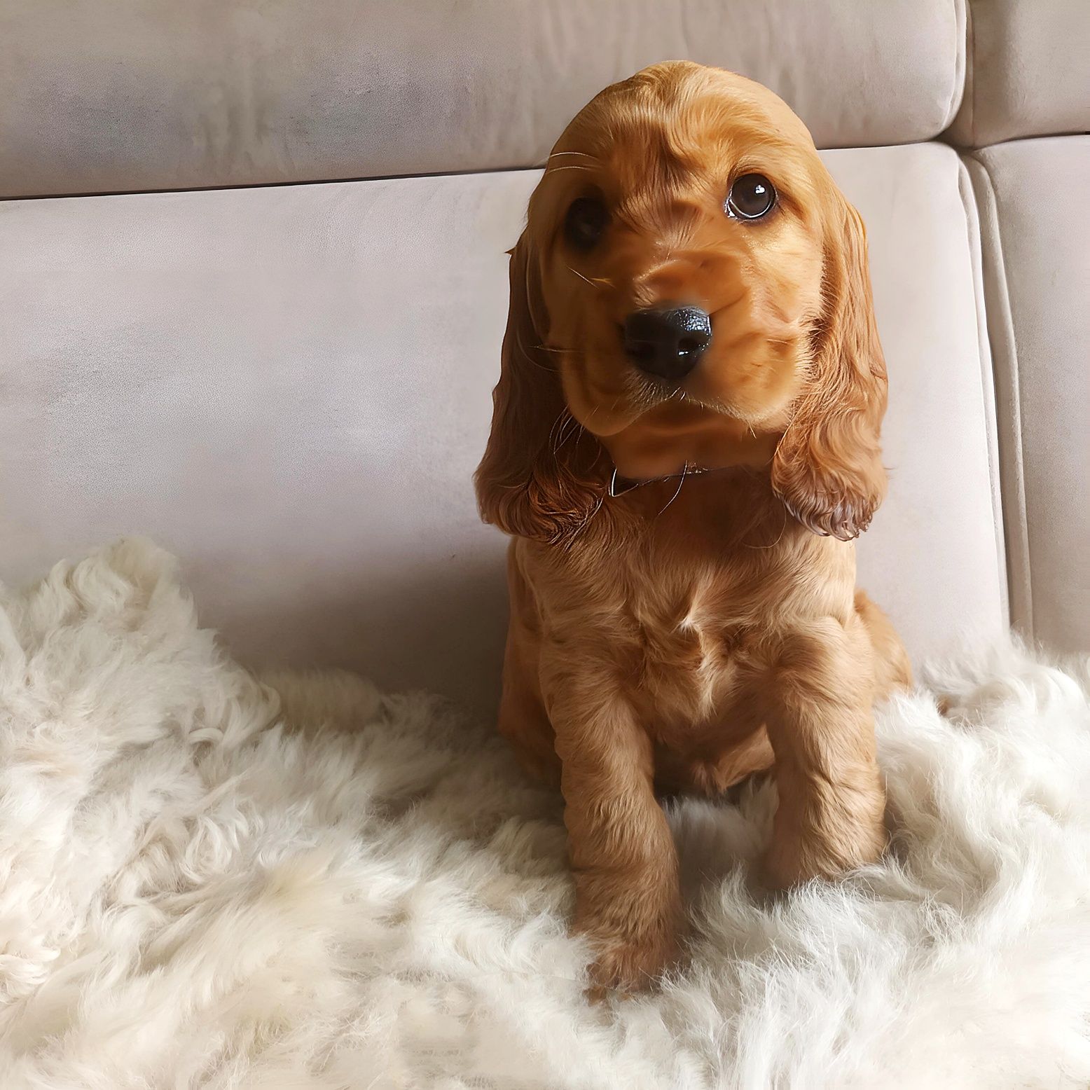Śliczny Cocker spaniel - gotowy do odbioru