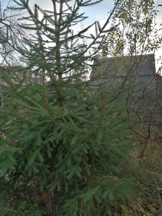 Продам дім селище Яворницьке