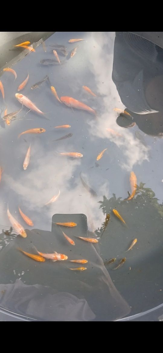 Carpas koi  2025