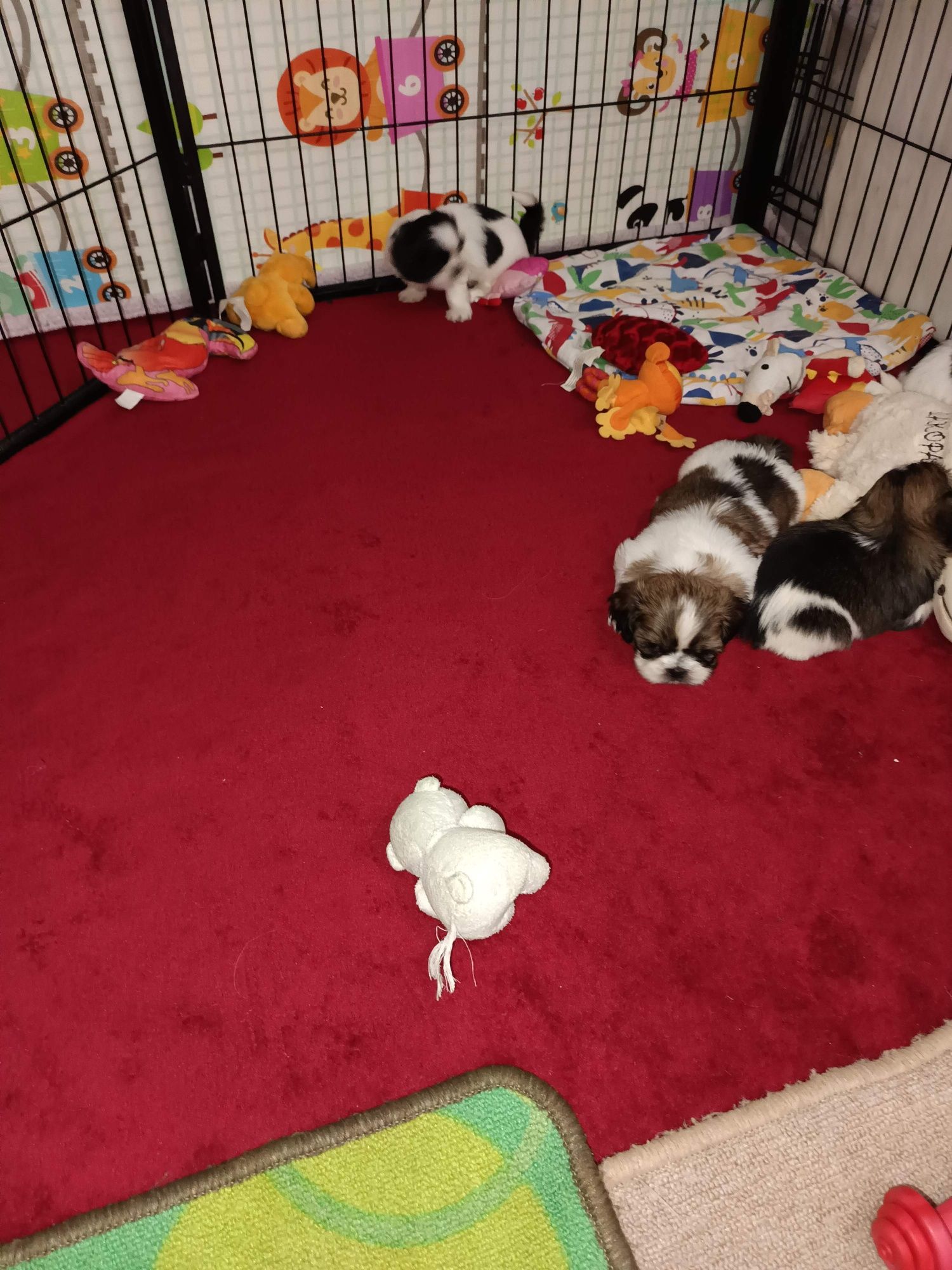 Shih tzu szczenię