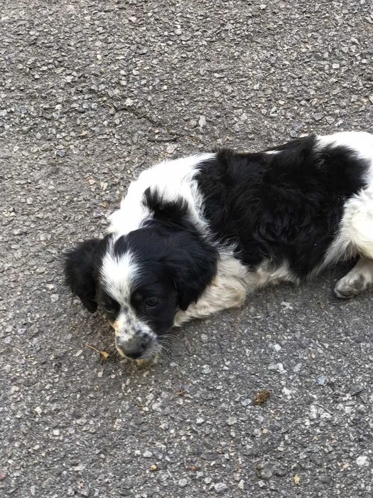 Прошу врятувати життя, забрати песика