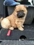 Chow chow piękny szczeniaczek