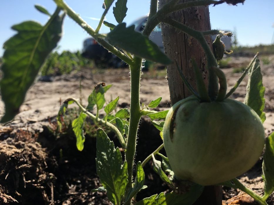 Terreno agricola 6Ha