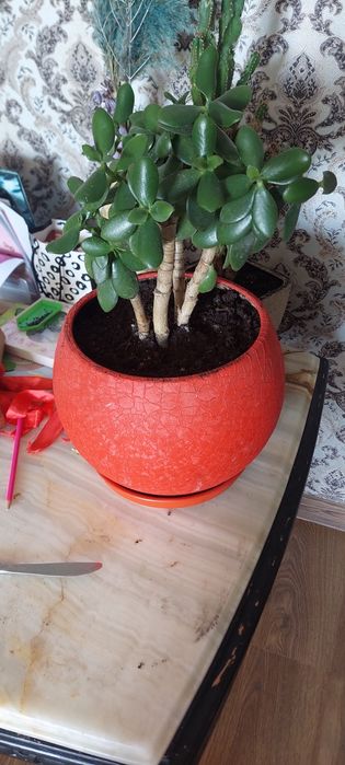 Красула грошове дерево