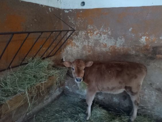 Byczek ciele  7 tygodni