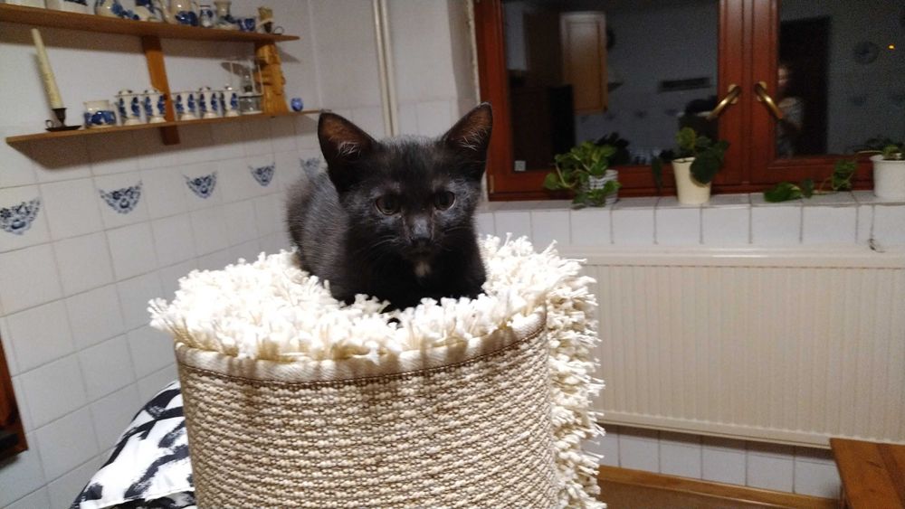 Oddam kotkę do adopcji