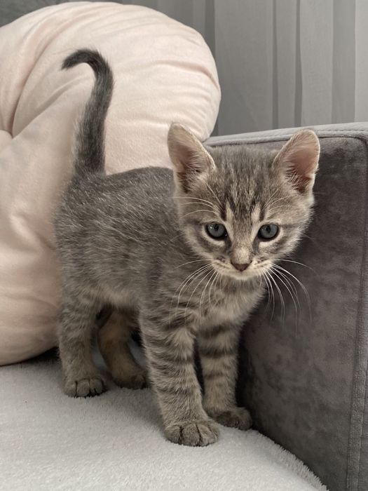 Кошенята 2 місяці