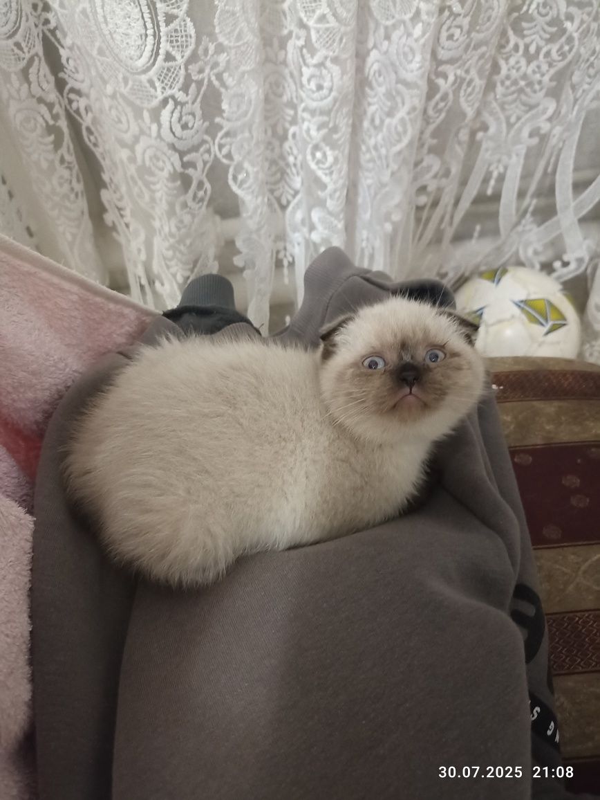Скотіш страйт Скотіш фолд