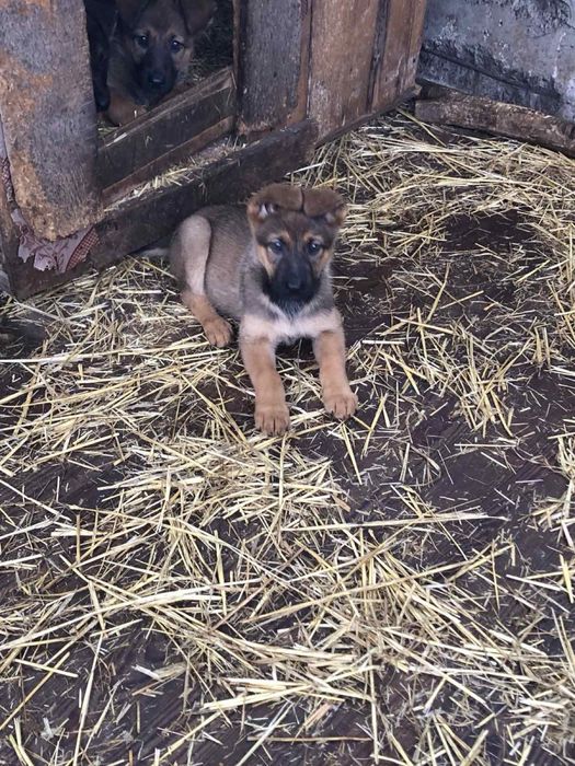 Продаються цуценята Німецької вівчарки