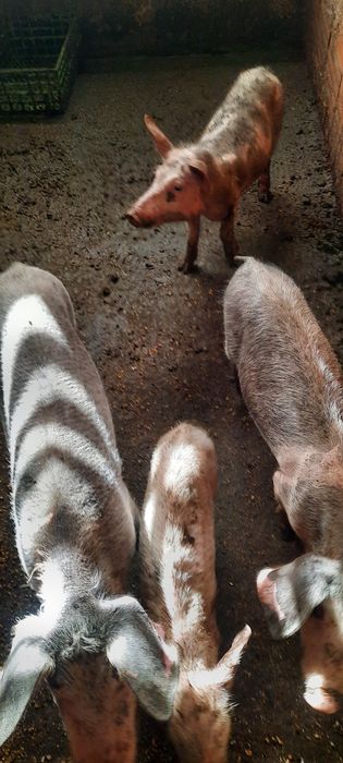 3 leitoes das ninhadas
