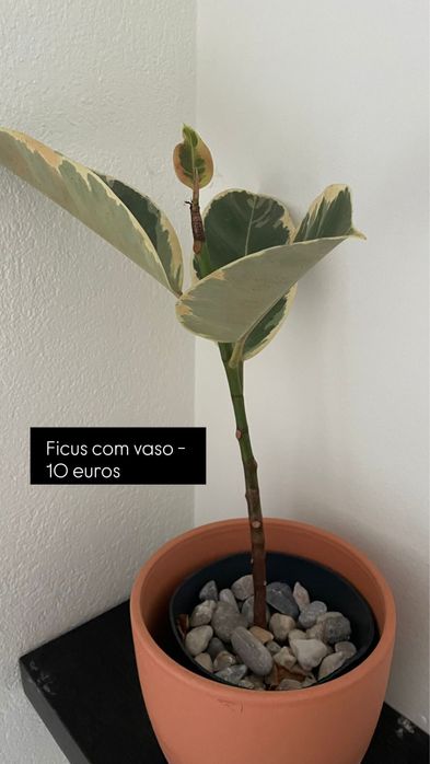 Plantas com Vaso (Costela de Adão, Mostera, etc)