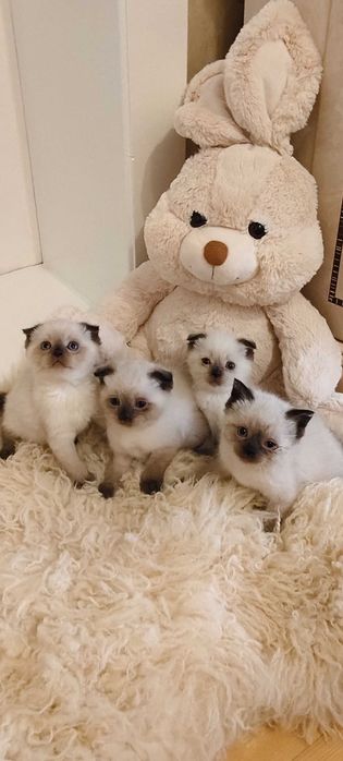 Шотландські кошенята( блю поінт)
