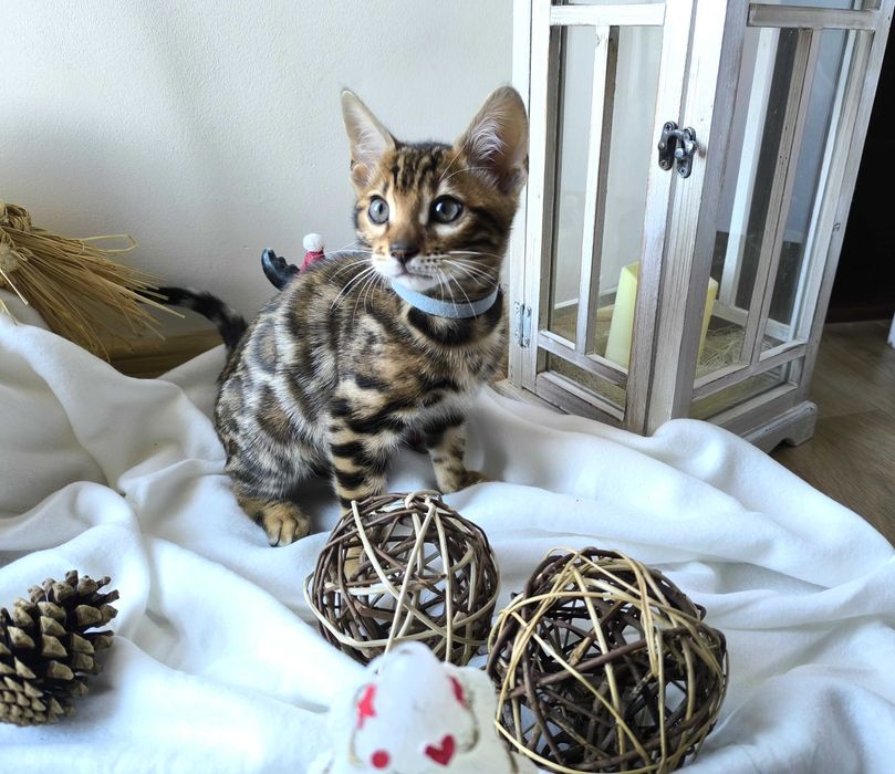 Kotka/Bengalski/Rodowód/FPL/FiFe/Gotowa do odbioru