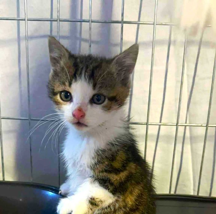 Gizmo malutki kocurek szuka domku