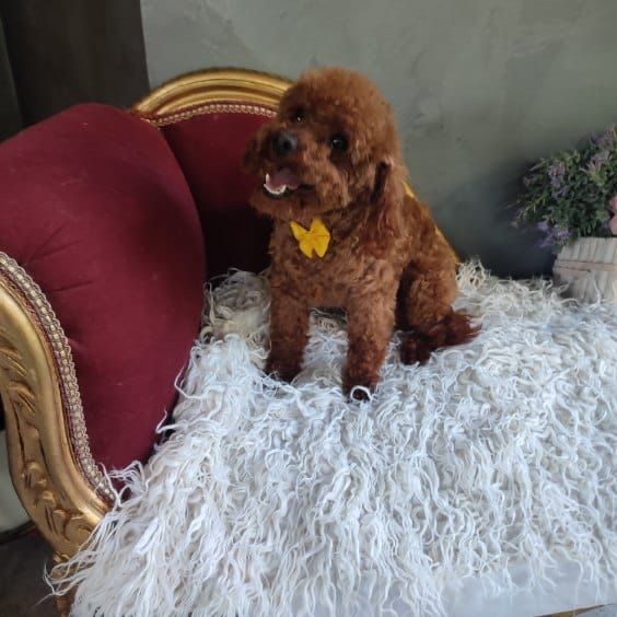 Maltipoo maltipu maltańczyk pudel toy red hybryda
