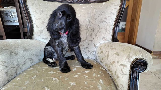 Cocker Spaniel Angielski suczka Blue Roan wszystkie szczepienia