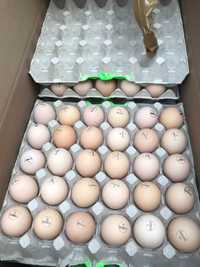 Інкубаційне яйце коб 500