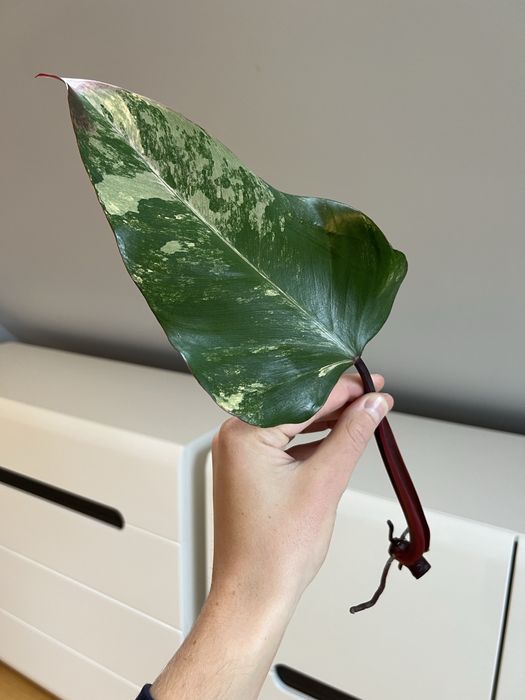 Philodendron Strawberry Shake