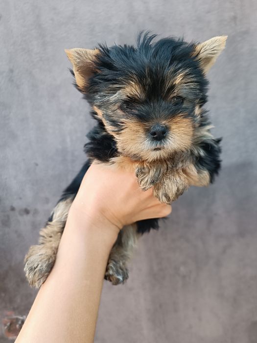 Сказочные щеночки Йорики