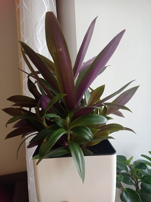 Традесканція два види . Гарні саджанці