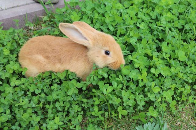 продаю кроликів - бургунська порода