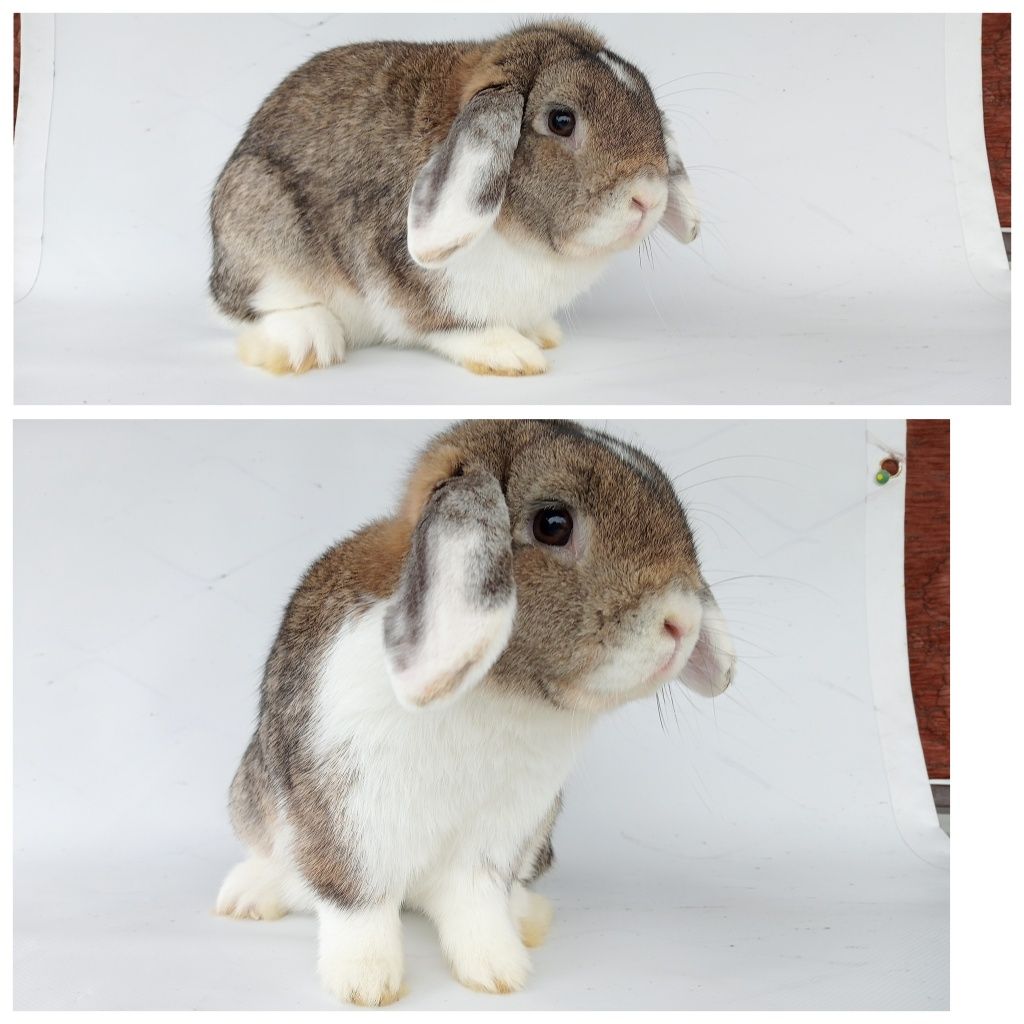 Króliki mini lop