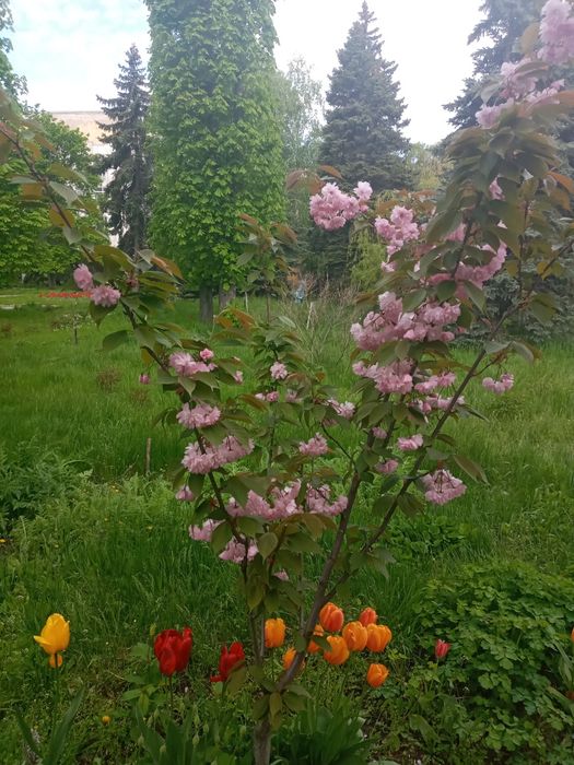 Сакура плакучая, канзан, бургунди  саженцы