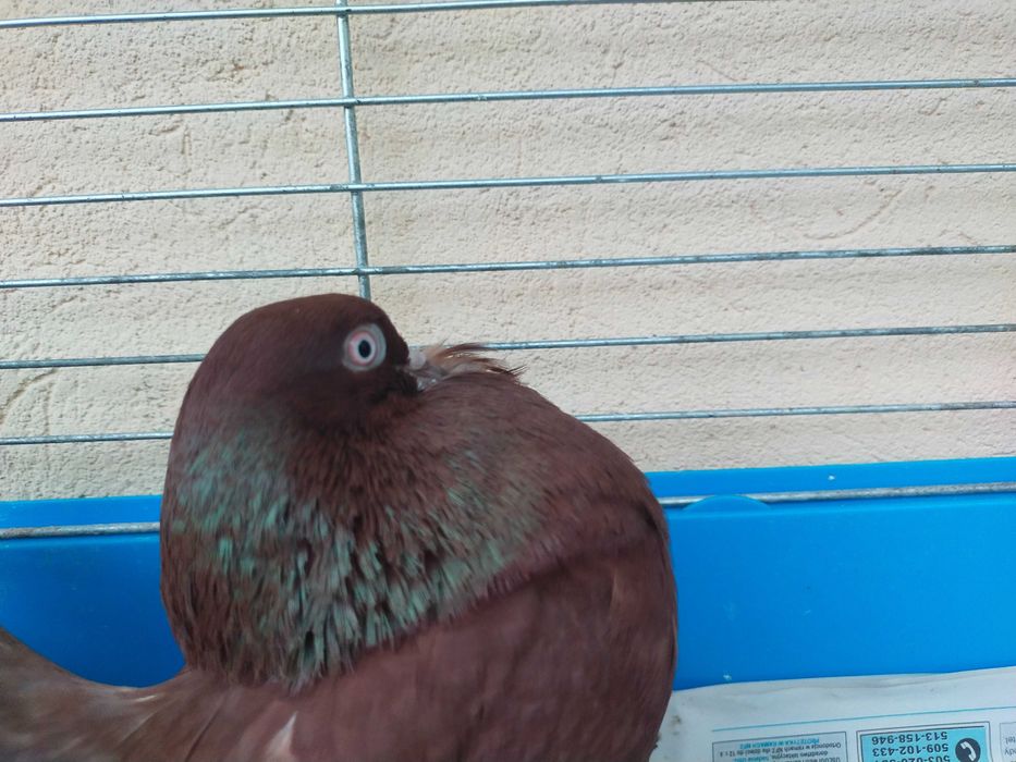 Pawik Pawiki czerwone STARY TYP 2025 r.