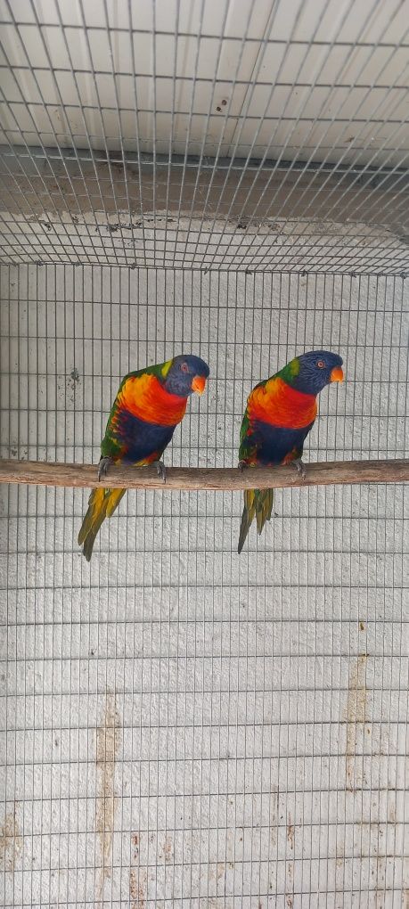 Casais de loris reprodutores