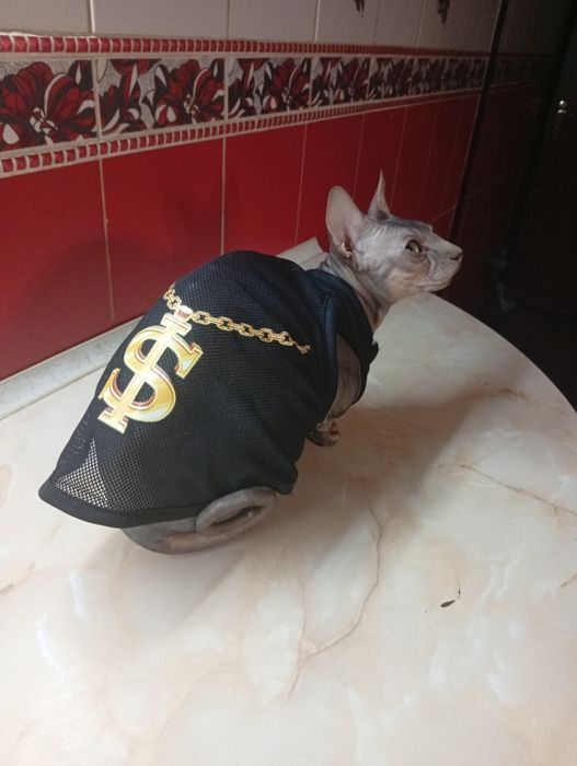 Вязка сфинкса ,приглашаем дам