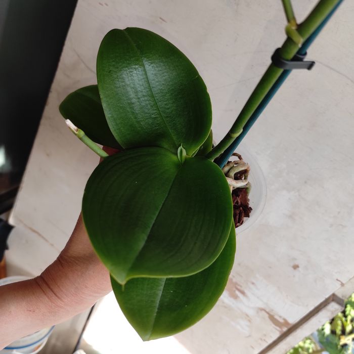 Ароматна орхідея Бронзовий Будда