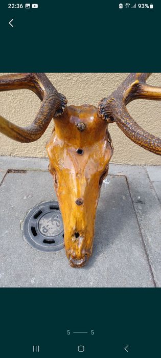 Duże poroże jelenia z czaszką dwunastak