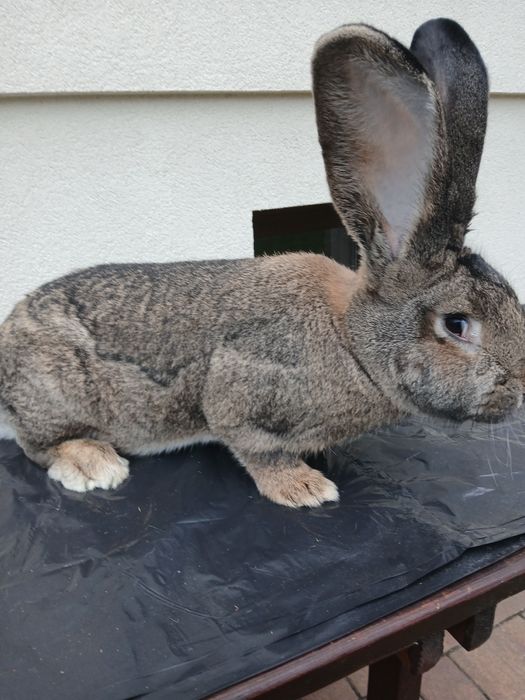 Samica 30 marca 2025