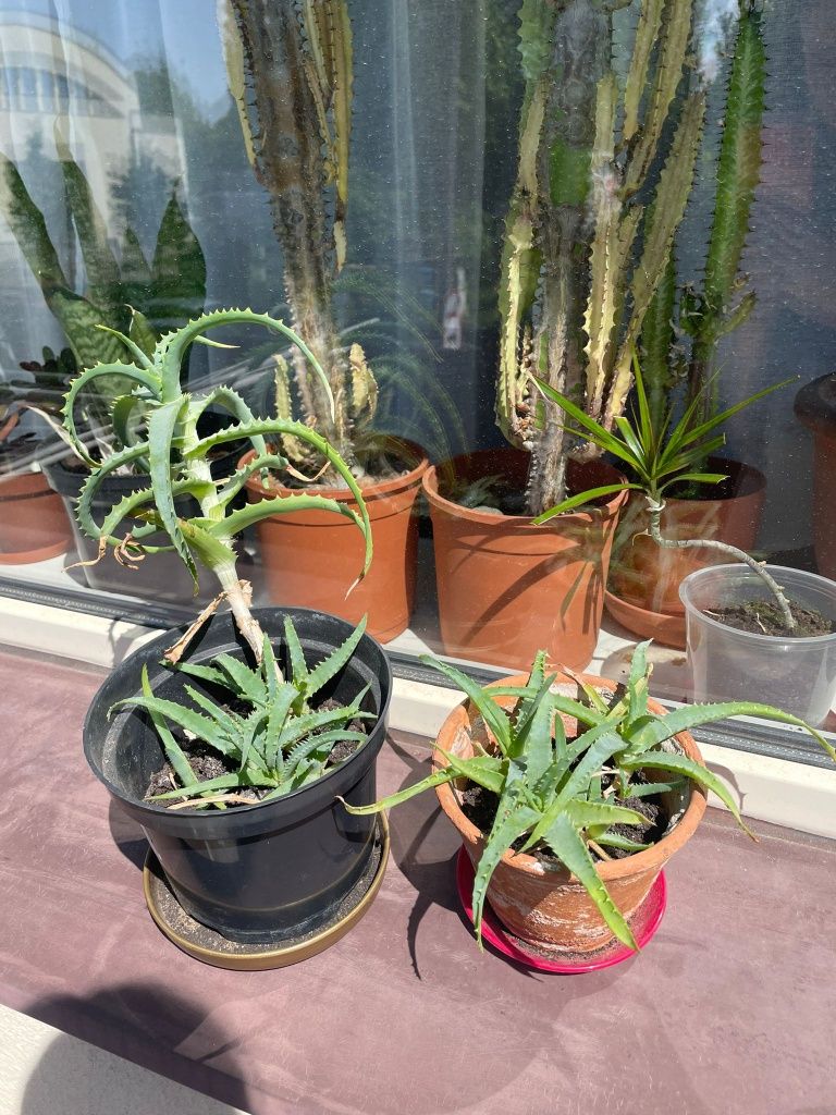 Aloes drzewiasty, sadzonki, szczepki, rośliny