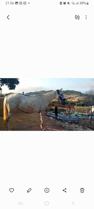 Egua Lusitana Montada